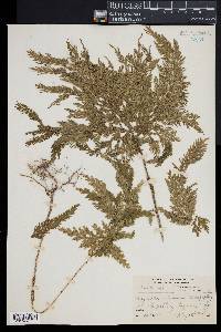 Selaginella cupressina image