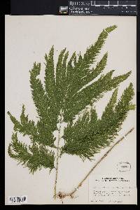 Selaginella flabellata image