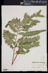 Selaginella haematodes image