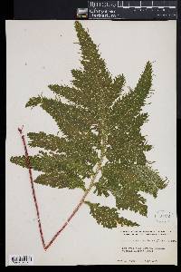 Selaginella haematodes image