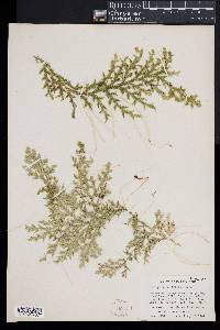 Selaginella krugii image