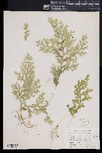 Selaginella krugii image