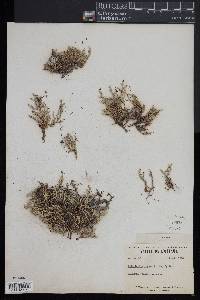 Selaginella rupestris image