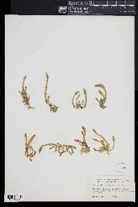 Selaginella selaginoides image