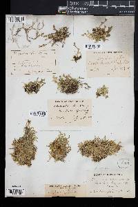 Selaginella apoda image