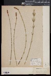 Equisetum fluviatile image