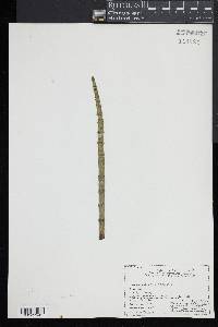 Equisetum fluviatile image