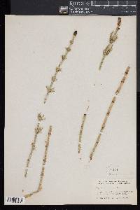 Equisetum fluviatile image