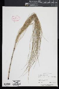 Equisetum palustre image