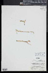 Lycopodiella alopecuroides image