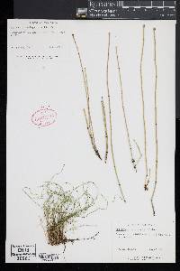 Equisetum scirpoides image