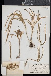Psilotum complanatum image