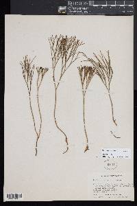 Psilotum nudum image