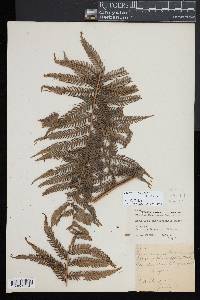 Dicksonia karsteniana image