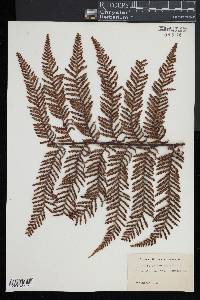 Dicksonia squarrosa image