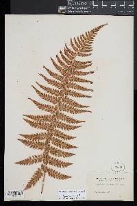 Cyathea colensoi image