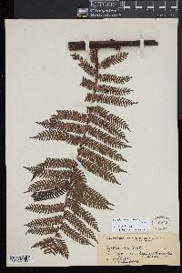 Cyathea loheri image