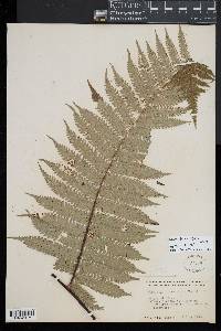 Alsophila firma image