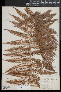 Cyathea poeppigii image
