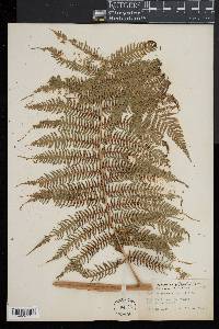Cyathea arborea image