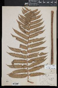 Cyathea borinquena image