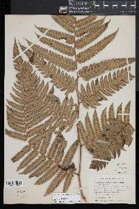 Cyathea borinquena image
