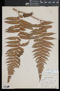 Cyathea borinquena image