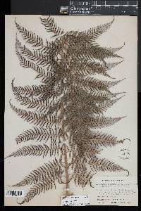 Lophosoria quadripinnata image