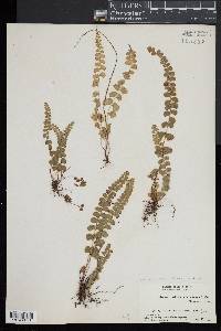 Lindsaea orbiculata image