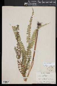 Lindsaea portoricensis image