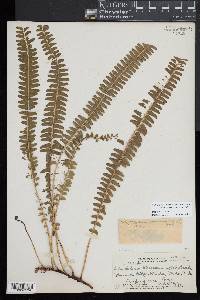 Lindsaea repens var. macraeana image