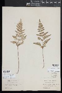 Lindsaea trichomanoides image