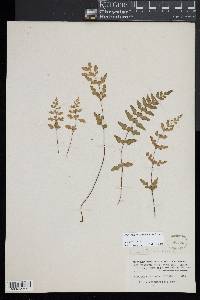 Lindsaea trichomanoides image
