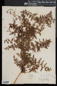 Odontosoria fumarioides image