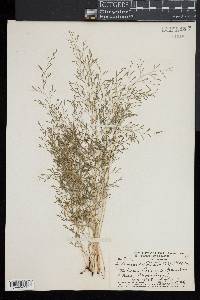 Sphenomeris clavata image
