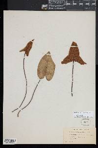 Acrostichum aureum image