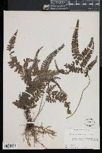 Adiantum melanoleucum image