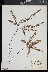 Adiantum patens image