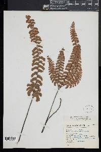 Adiantum patens image