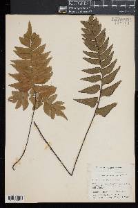 Adiantum petiolatum image
