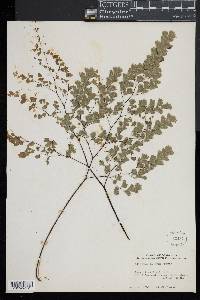 Adiantum tenerum image