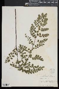 Adiantum tenerum image