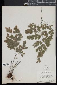 Adiantum tenerum image