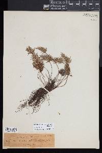 Aspidotis densa image