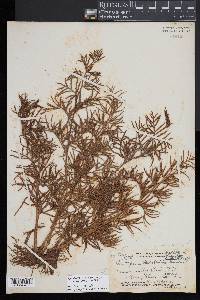 Ceratopteris thalictroides image