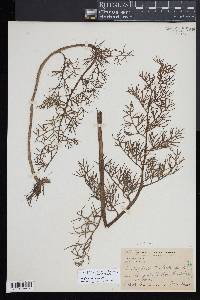 Ceratopteris thalictroides image