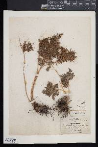 Cheilanthes leucopoda image