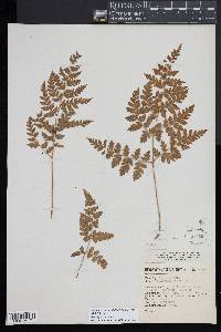 Cheilanthes skinneri image