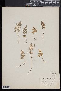Cryptogramma stelleri image