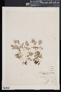 Cryptogramma stelleri image